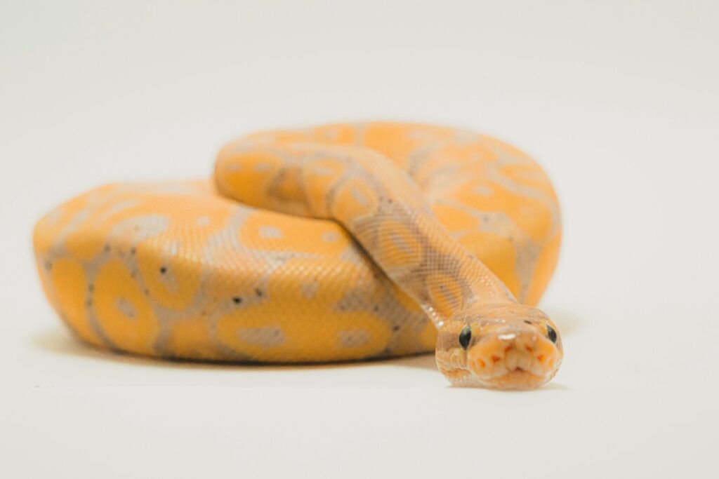 Brown and beige snake on white surface