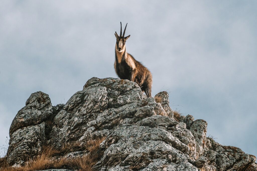 brown and white animal on gray rock