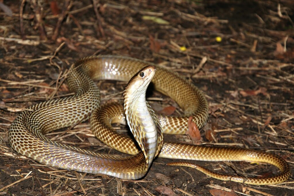 A cobra snake on the ground