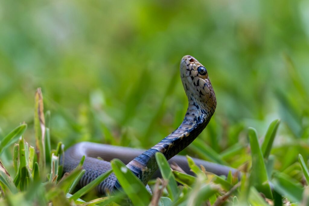 A snake raises its head in green grass