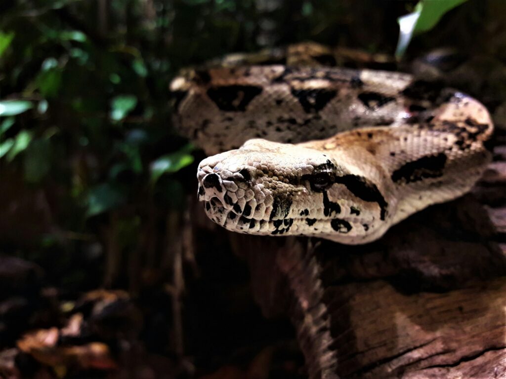 Brown and black snake on brown tree branch