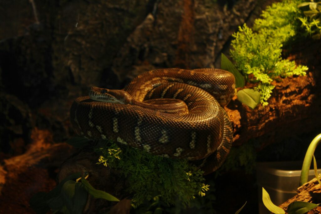 Hognose snake resting on a tree branch, surrounded by vibrant green leaves.