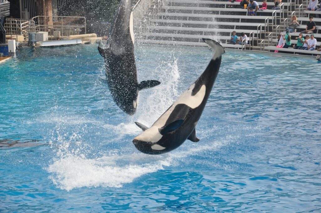black and white whale in water
