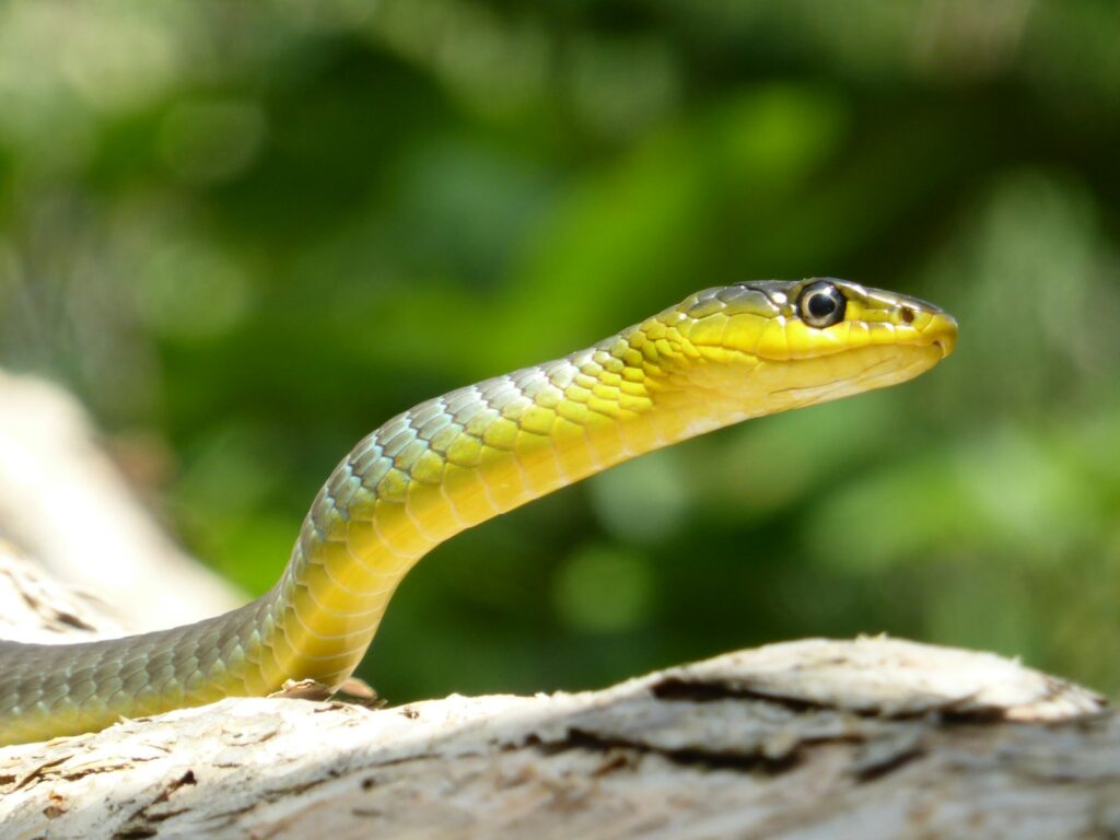 Green and yellow snake in close-up on a branch