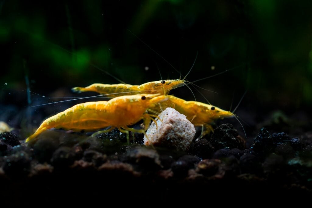 a couple of yellow shrimp are in the water