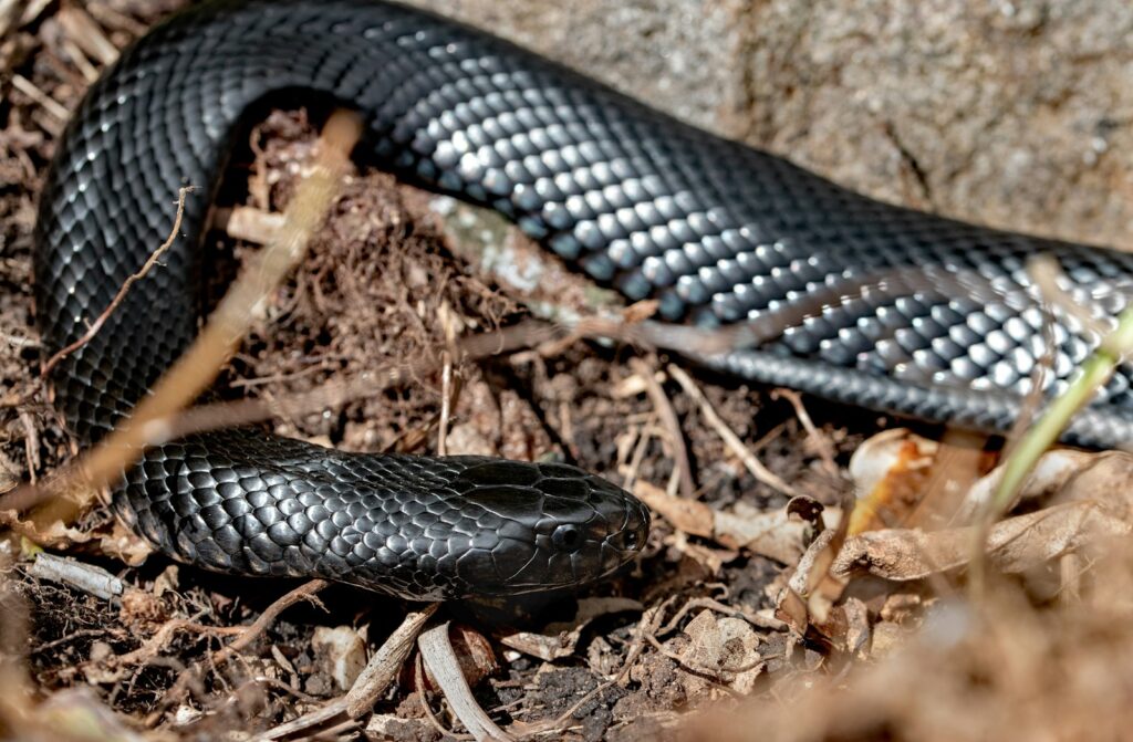 Mamba snake on brown soil