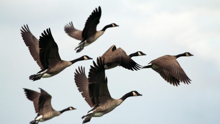 The Bird That Can Fly Over the Tallest Mountains Without Stopping