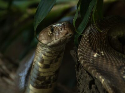 Why Some Snakes Have More Potent Venom Than Others