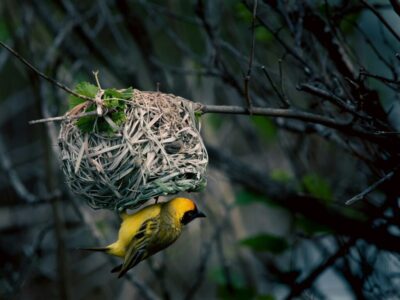 The Bird That Has the Most Complex Nest Designs