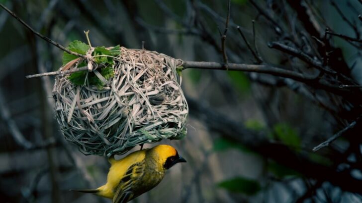 The Bird That Has the Most Complex Nest Designs