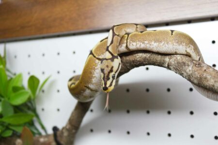 How to Teach a Pet Snake to Be Comfortable with Handling