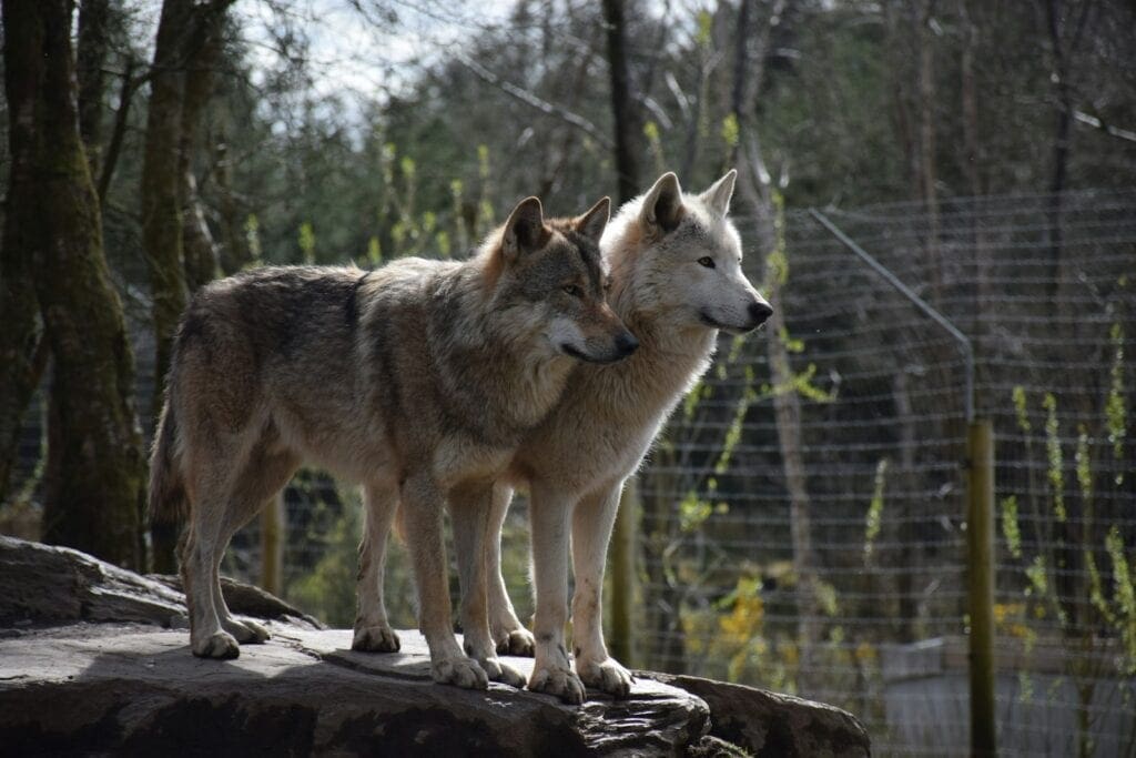 two wolves standing on a log