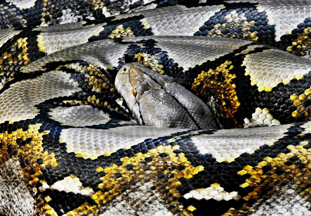 A snake resting its head on its body