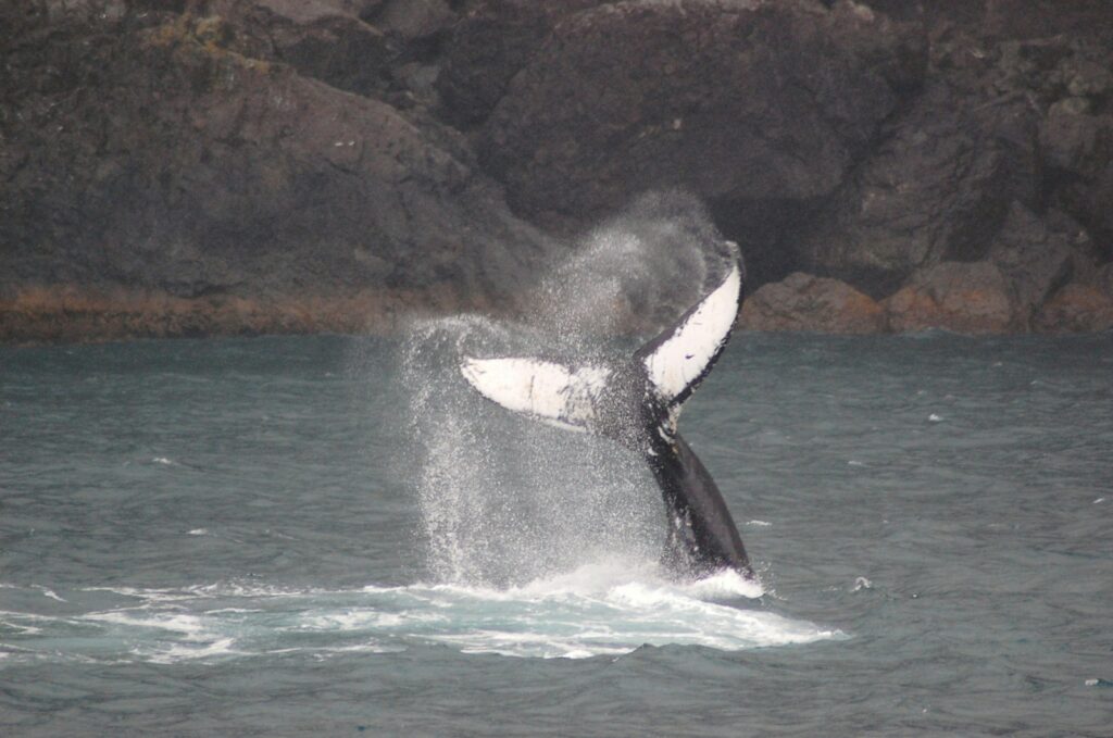 a whale jumping out of the water