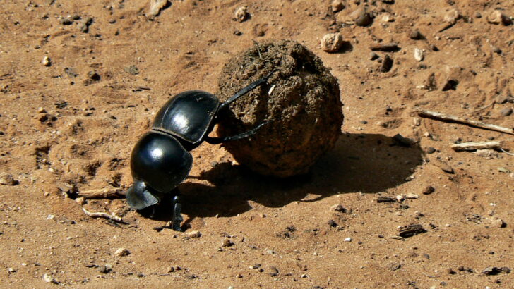 The Most Extreme Survivor in the Insect World
