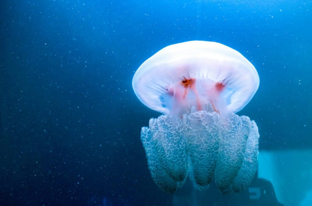 Mesmerizing image of a jellyfish floating serenely in an aquarium, showcasing its translucent beauty.
