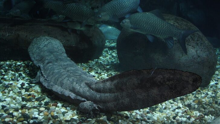 Giant Amphibian Tracing the Origins and Survival of a Prehistoric Marvel