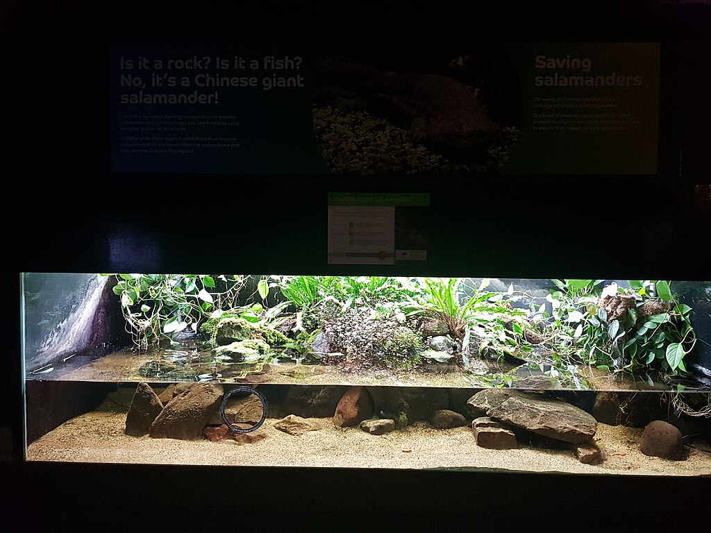 A. davidianus enclosure