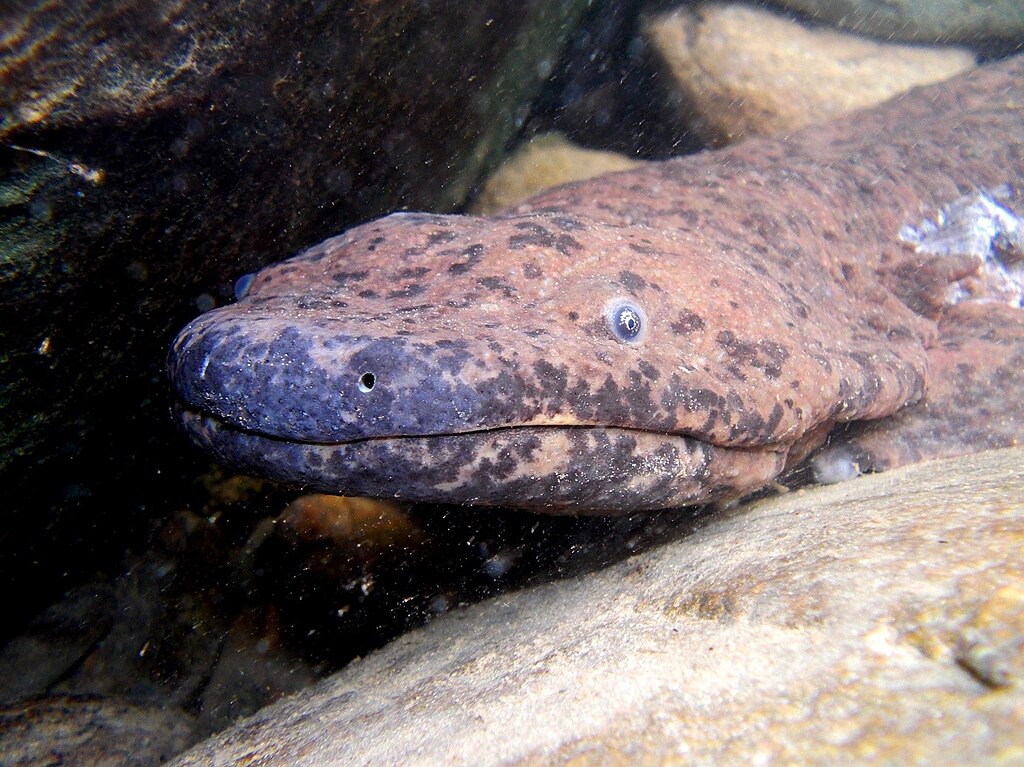 A. davidianus head