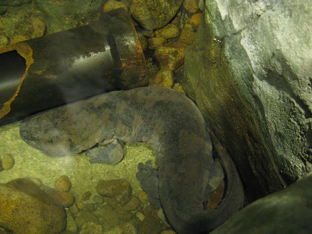Chinese Giant Salamander
