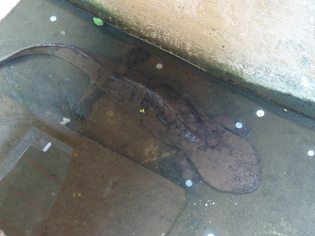 Andrias davidianus: Chinese giant salamander