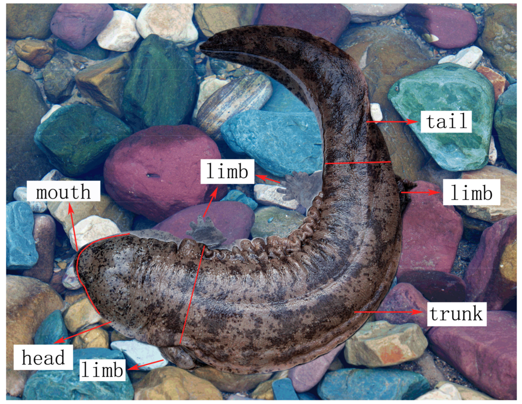 Chinese giant salamander anatomy