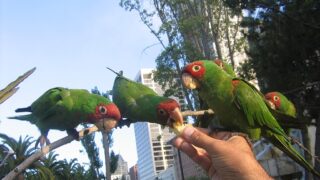 1024px-Aratinga_erythrogenys-feeding_feral_parrots