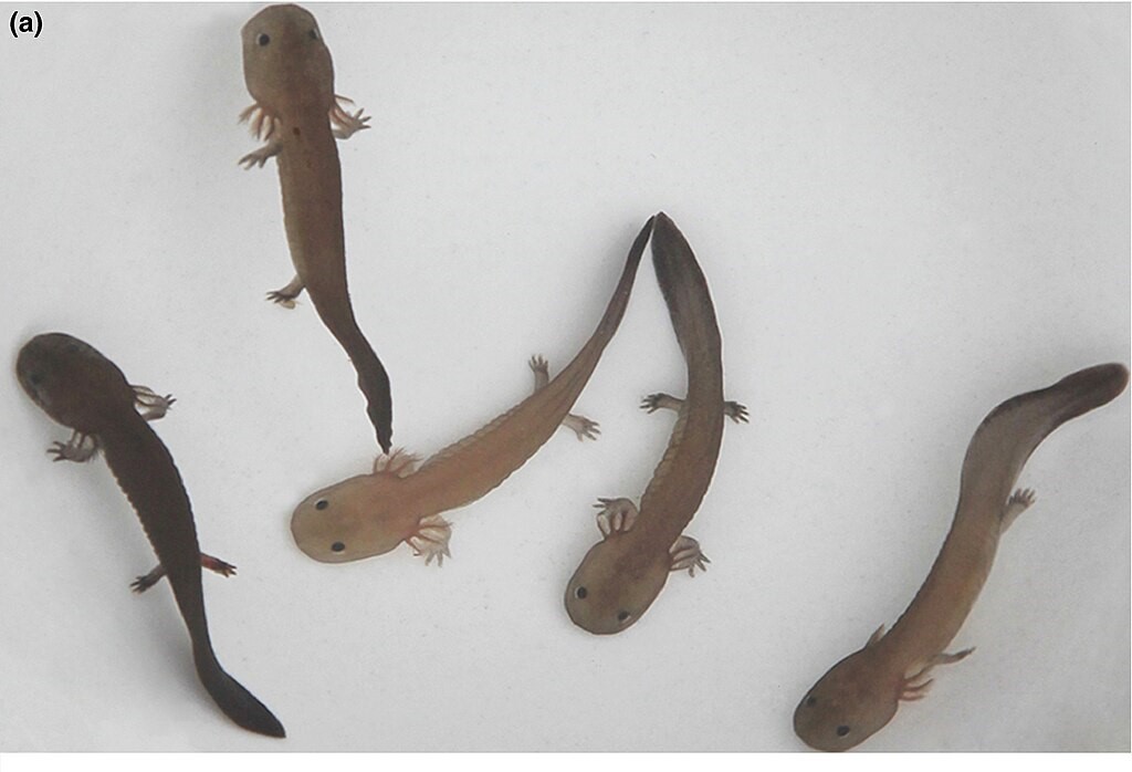 Wild‐caught larvae of A. davidianus from Zhangjiajie, Hunan Province