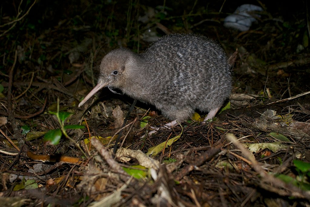 kiwi bird