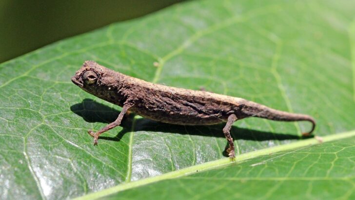 The Smallest Reptile Ever Found &ndash; It&rsquo;s the Size of a Matchstick