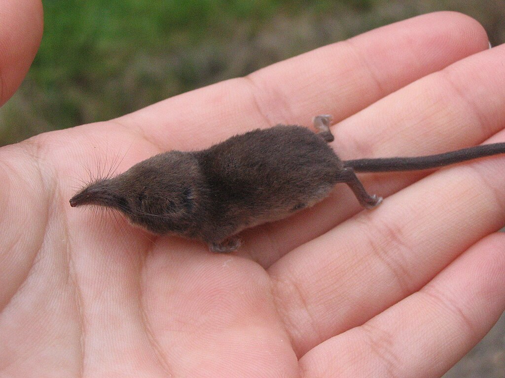 Etruscan shrew