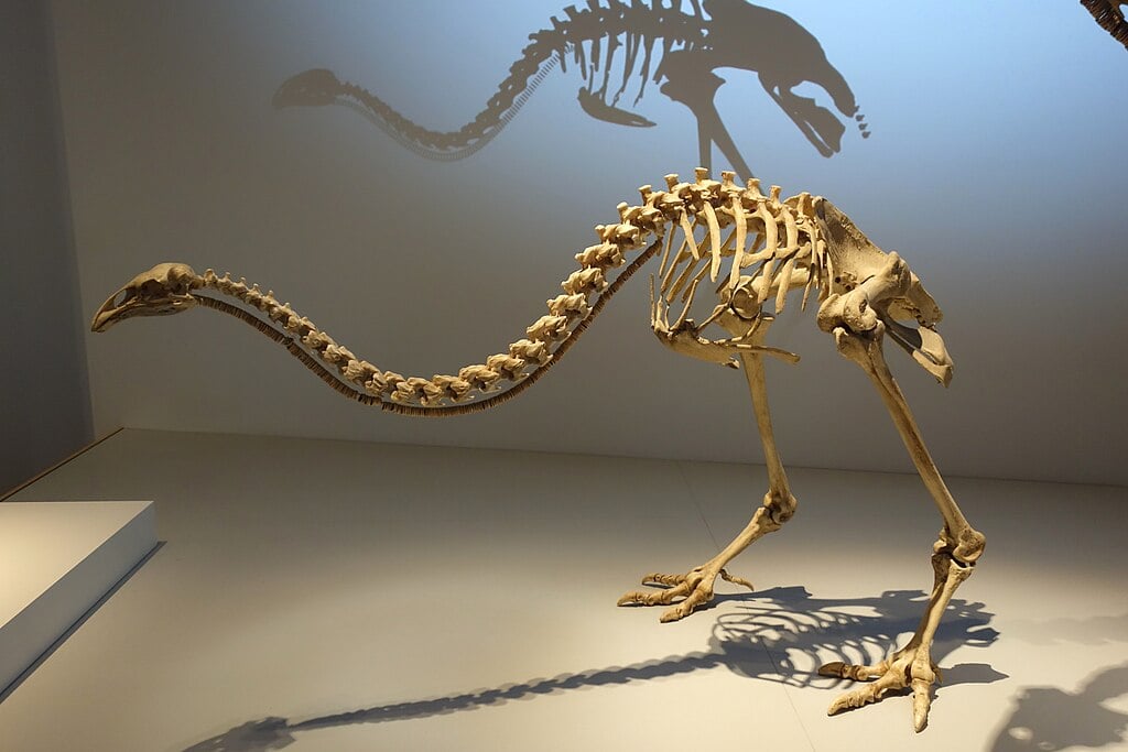 Giant Moa