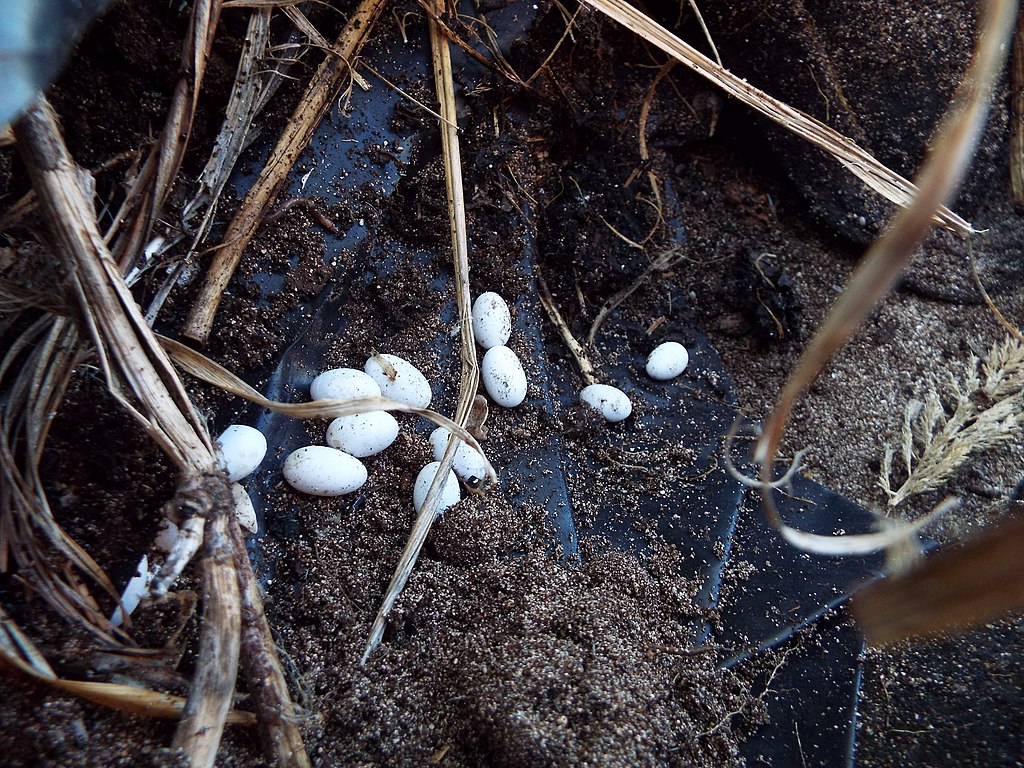 eggs on the ground