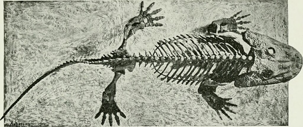 The American Museum journal