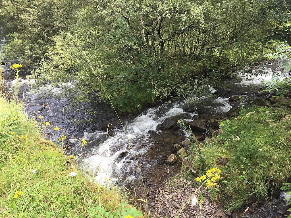 Tree-lined Mountain Streams