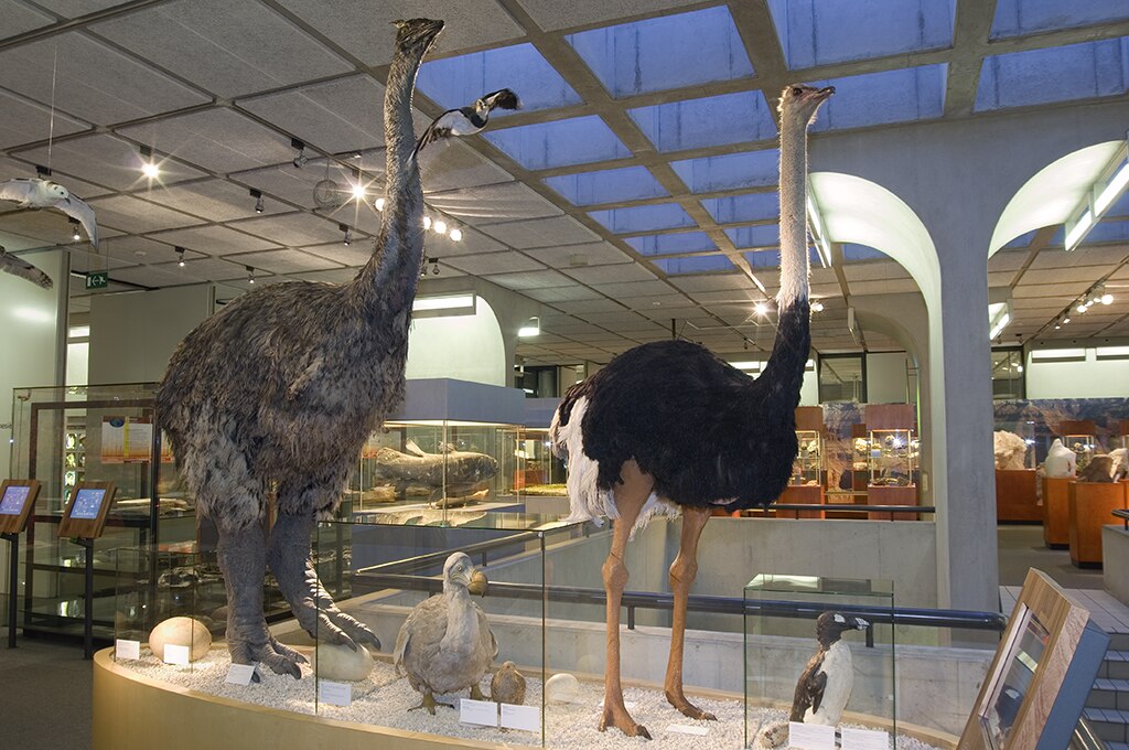 Aepyornithidae