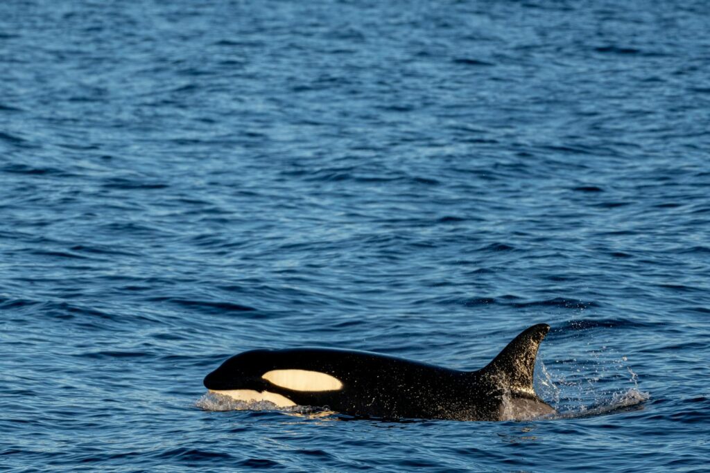 A majestic orca swimming in the vast ocean, showcasing its elegance and power.