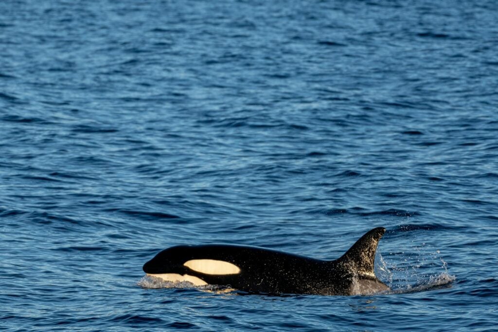 A majestic orca swimming in the vast ocean, showcasing its elegance and power.