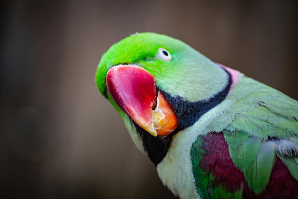 Detailed portrait of a colorful Alexandrine parakeet showcasing vivid feathers.