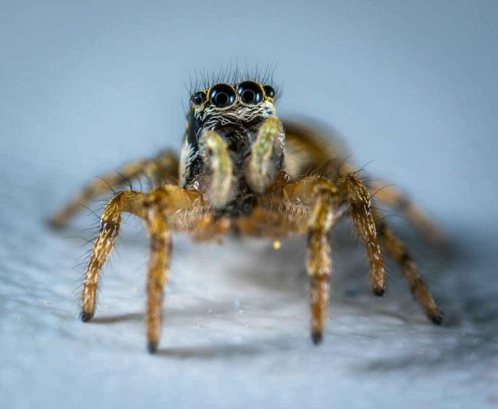 Intense macro shot of a jumping spider showcasing its intricate details.