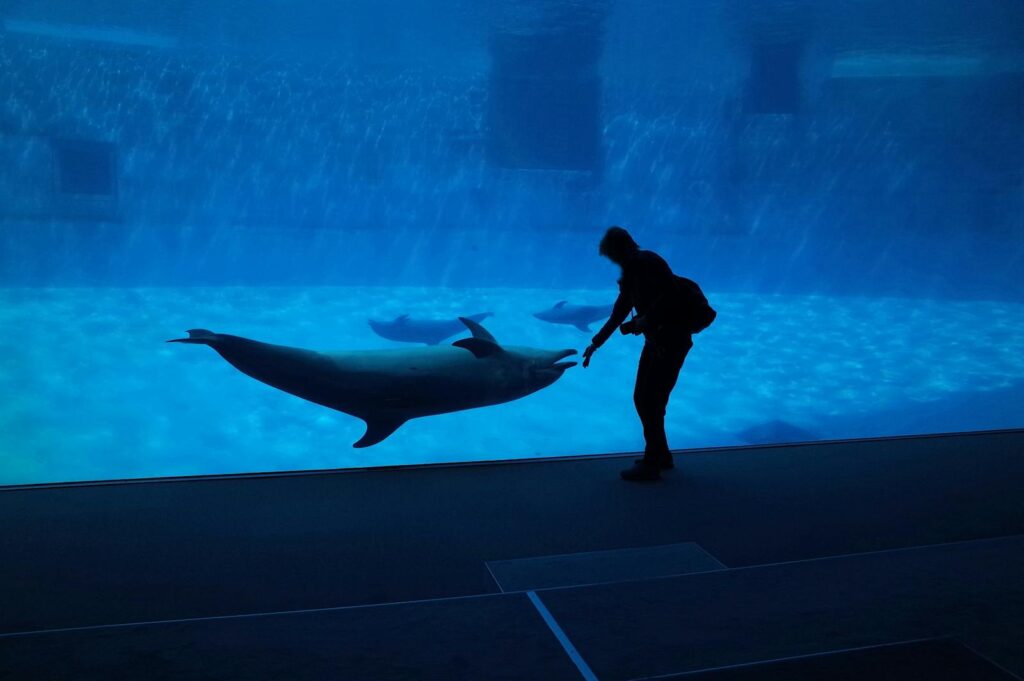 A person interacts with dolphins at an aquarium in Nagoya, Japan. Captivating underwater scene.