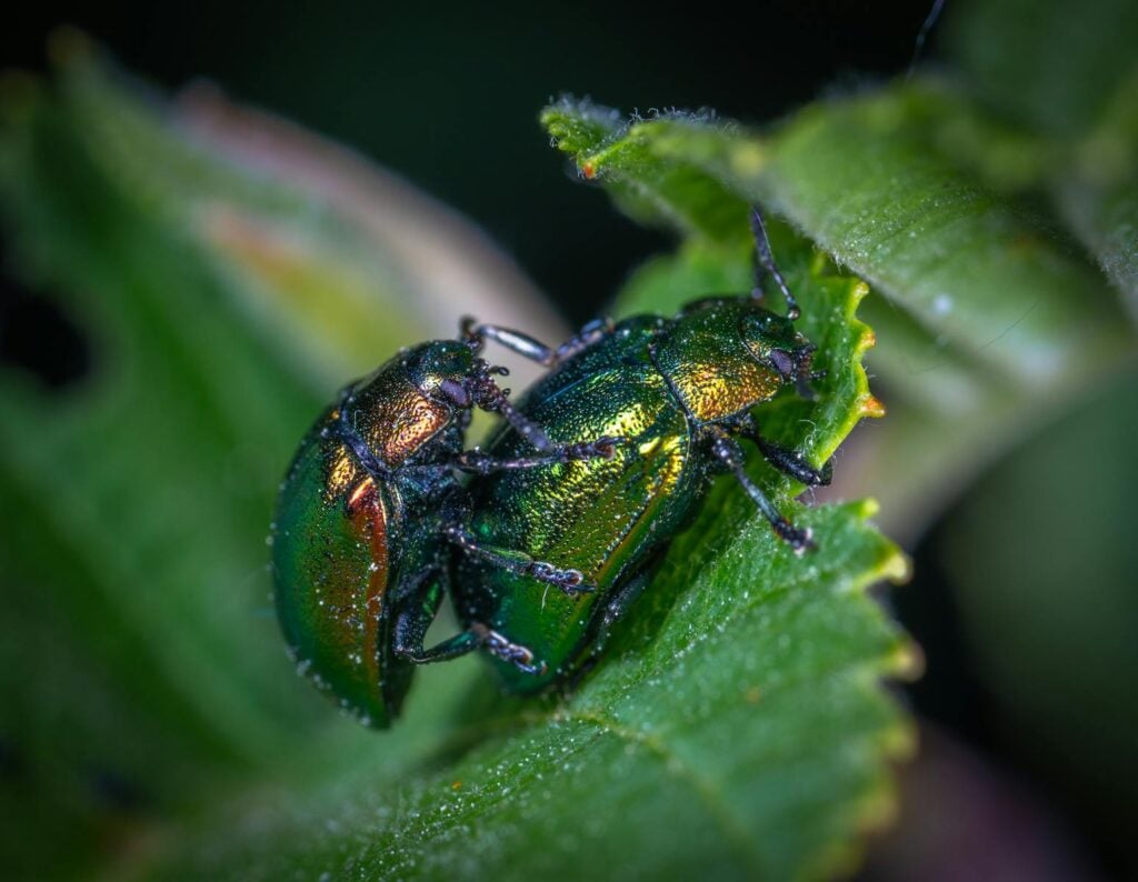 Close-up macro image of two vibrant green beetles on a leaf, showcasing nature and wildlife photography.