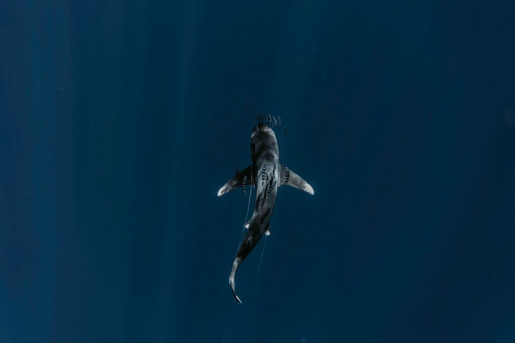 Stunning aerial shot of a shark gliding through deep ocean waters.