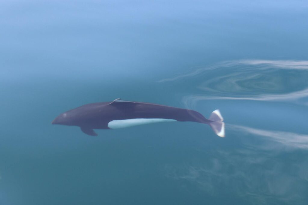 A serene view of an orca swimming below the surface in Telegraph Cove, Canada.