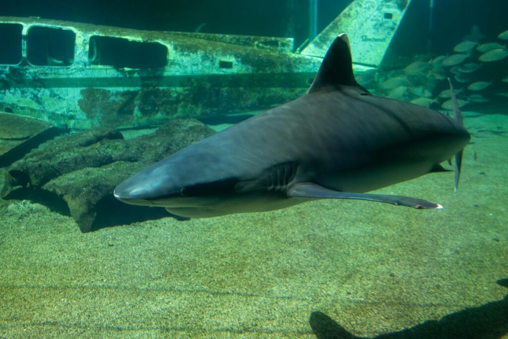 Close-up of a tiger shark swimming in an aquarium with a sunken airplane in the background.