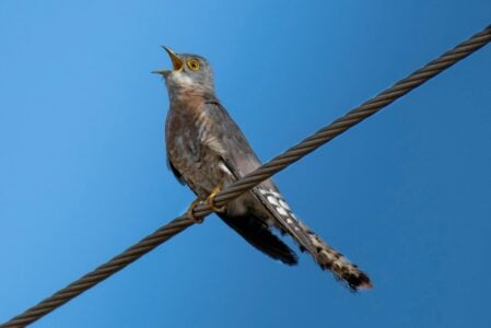 The Bird That Can Sing Two Notes at Once – The Science of Syrinx