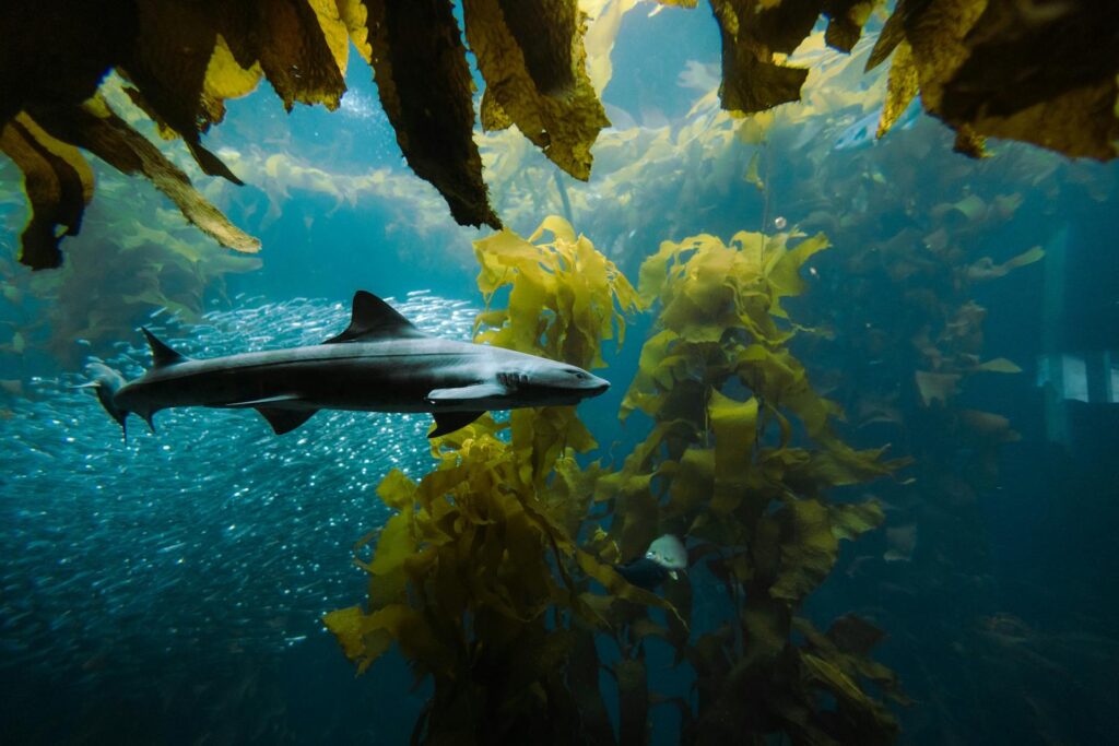 An underwater scene featuring a shark gracefully swimming through a kelp forest with fish.
