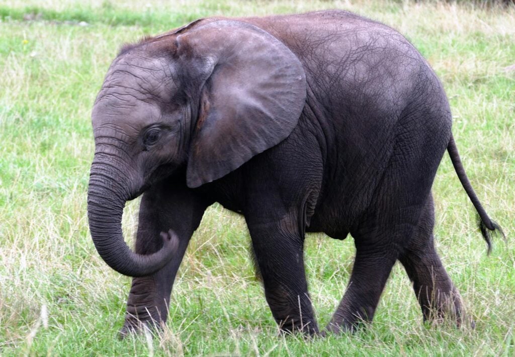 A young African elephant walking through grasslands, showcasing its majestic trunk and large ears.