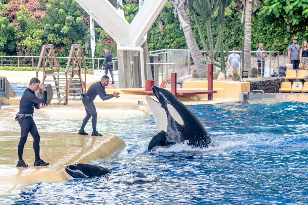 Trainers engage with orcas during a performance at a vibrant aquatic park.