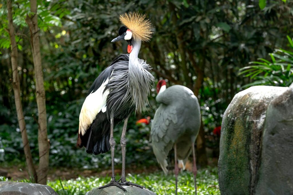 A striking grey crowned crane standing on rocks amidst lush greenery in a natural setting.
